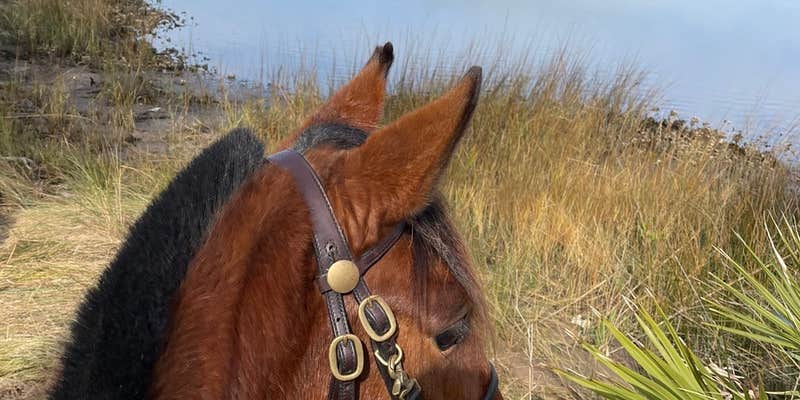 Camper submitted image from Princess Place Preserve