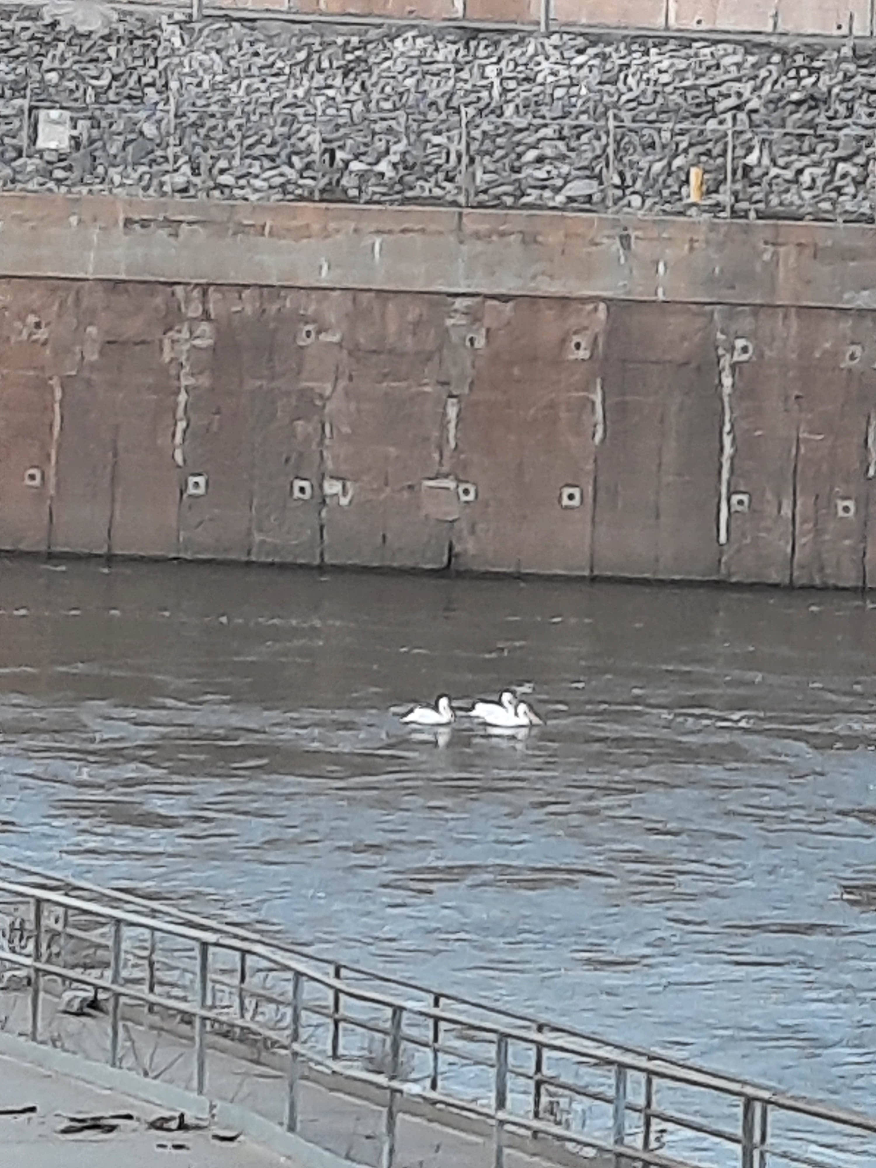 Camper-submitted photo at COE Arkansas River  Wilbur D Mills Campground near Gillett, AR