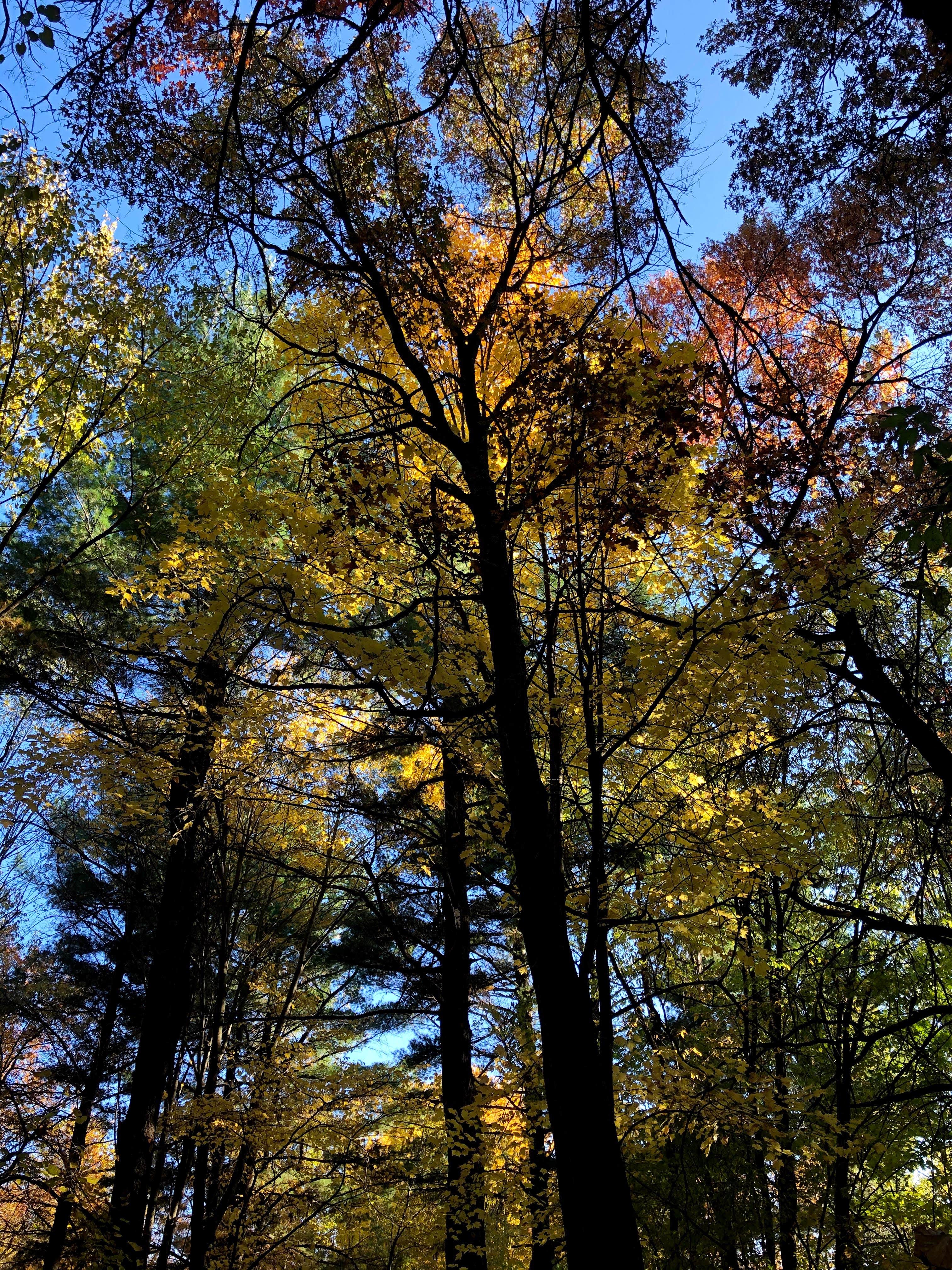 Camper submitted image from Lake Wissota State Park Campground - 1