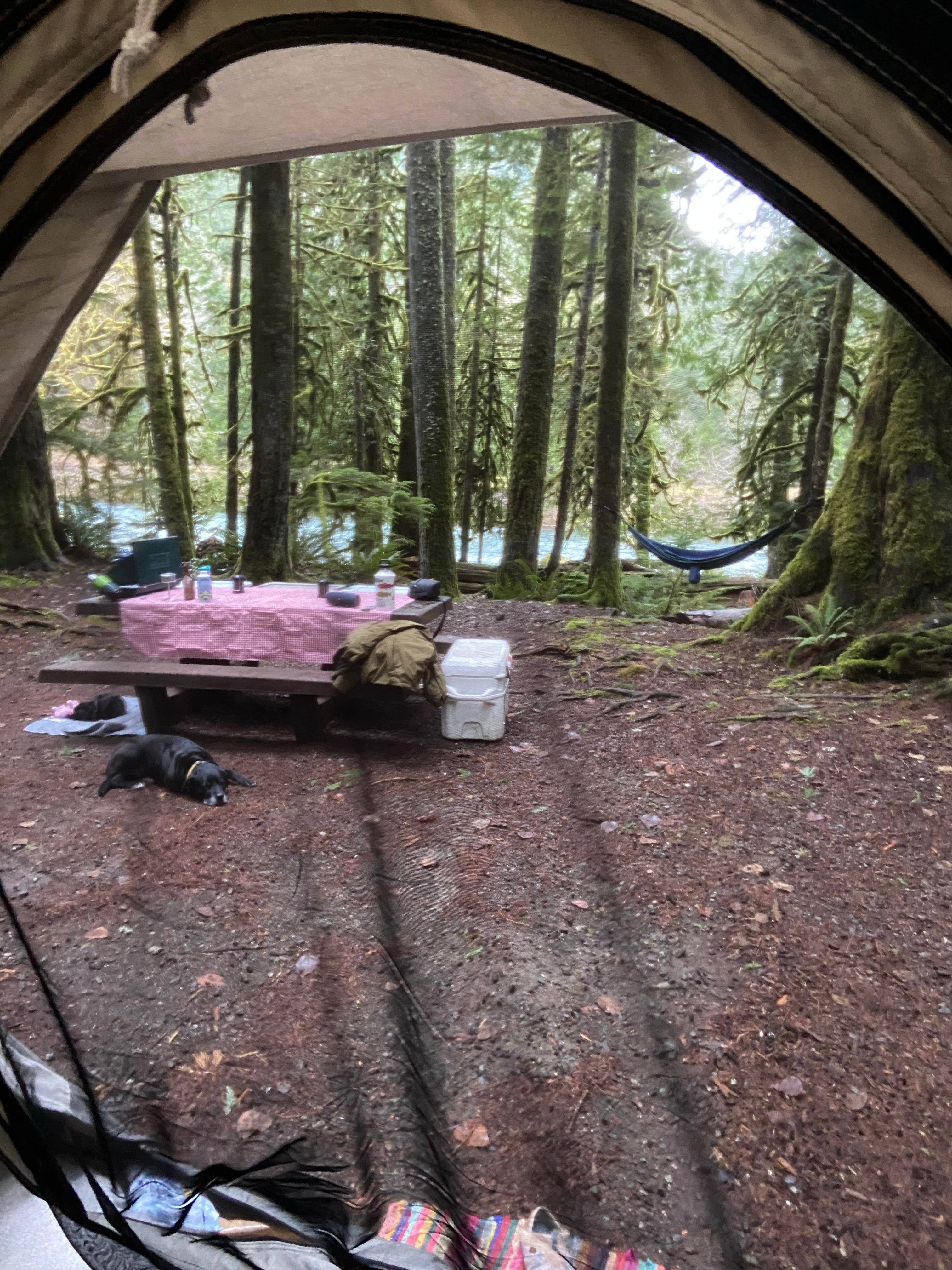 Holly  .'s photo at Staircase Campground — Olympic National Park near Matlock, WA