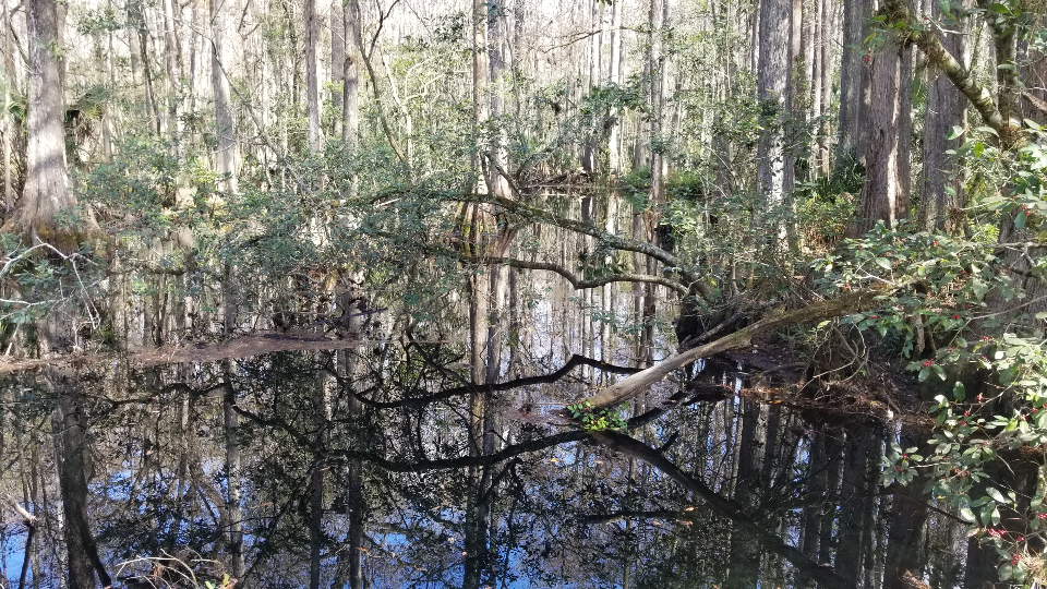 Camper-submitted photo at Highlands Hammock State Park Campground near Wimauma, FL