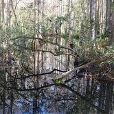 Review photo of Highlands Hammock State Park by Dale G., January 18, 2021