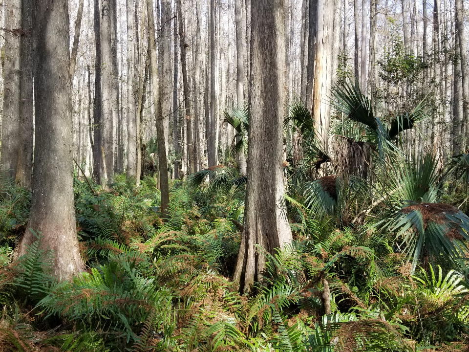Camper-submitted photo at Highlands Hammock State Park Campground near Arcadia, FL