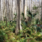 Review photo of Highlands Hammock State Park by Dale G., January 18, 2021