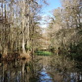 Review photo of Highlands Hammock State Park by Dale G., January 18, 2021