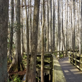 Review photo of Highlands Hammock State Park by Dale G., January 18, 2021