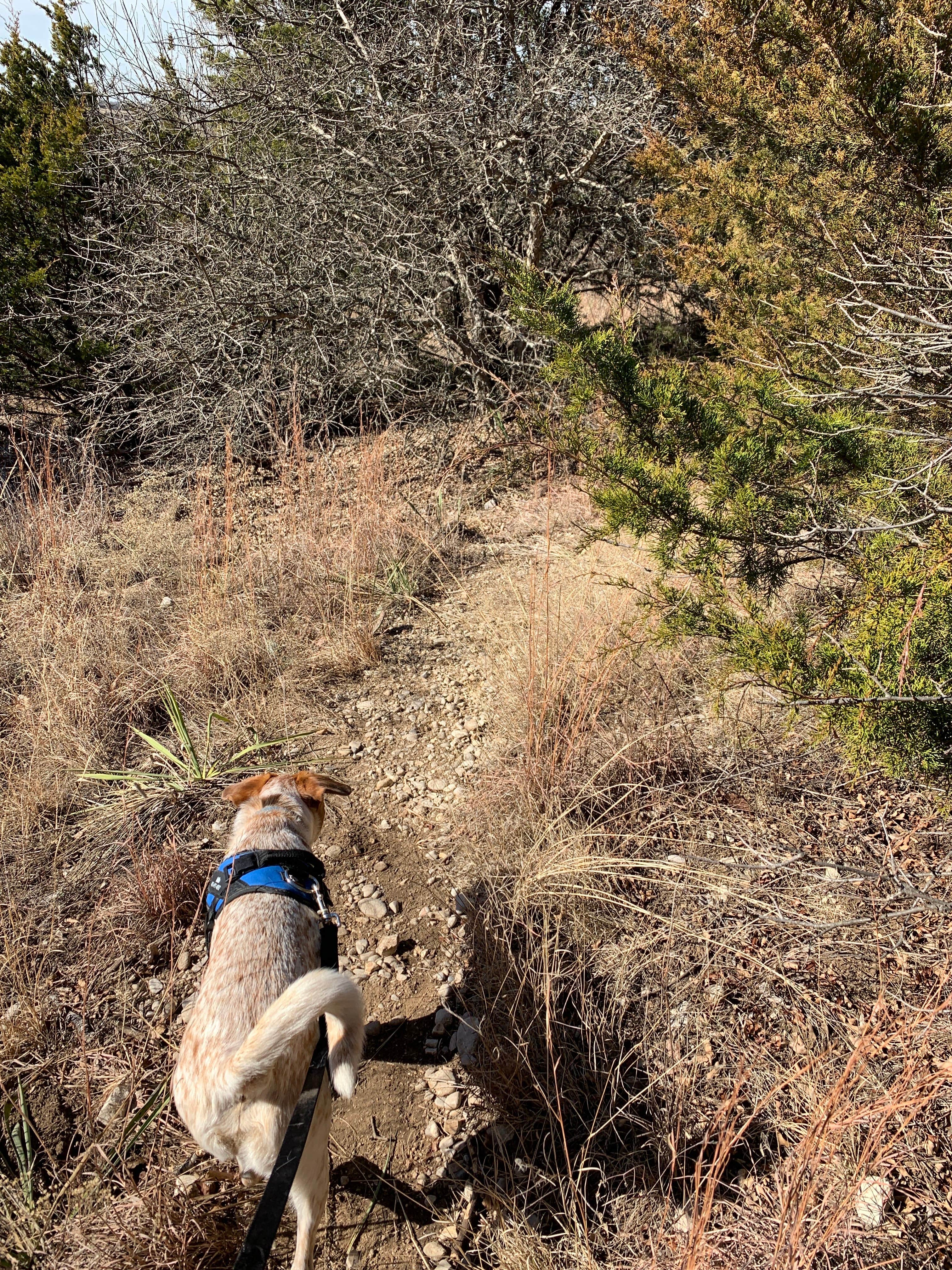 Leslie  N.'s photo of camping with pets at Buckhorn Campground Loop C — Chickasaw National Recreation Area in Oklahoma