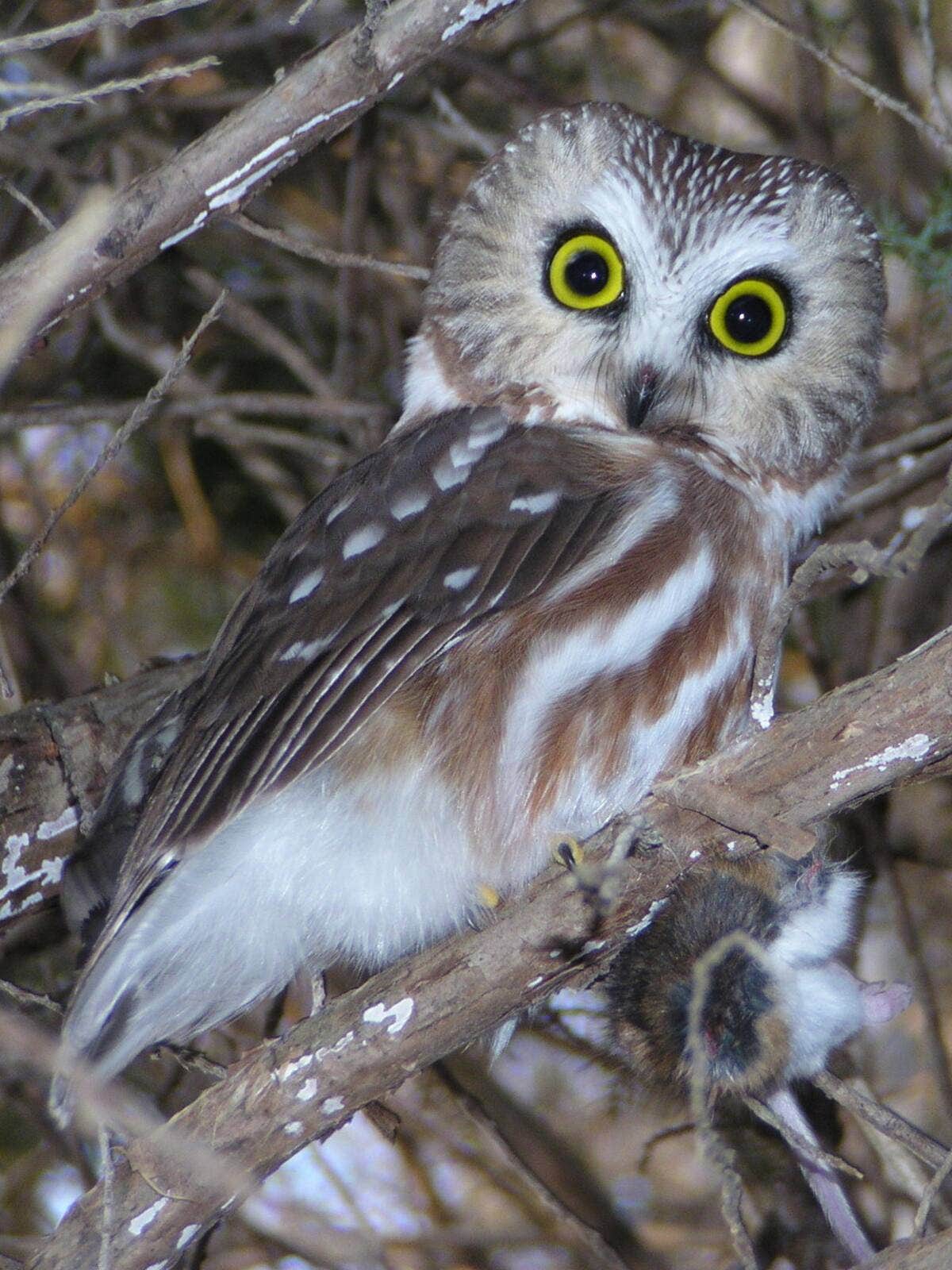 Camper-submitted photo at Winter Camp at Walking Stick Adventures Farm near Sigourney, IA