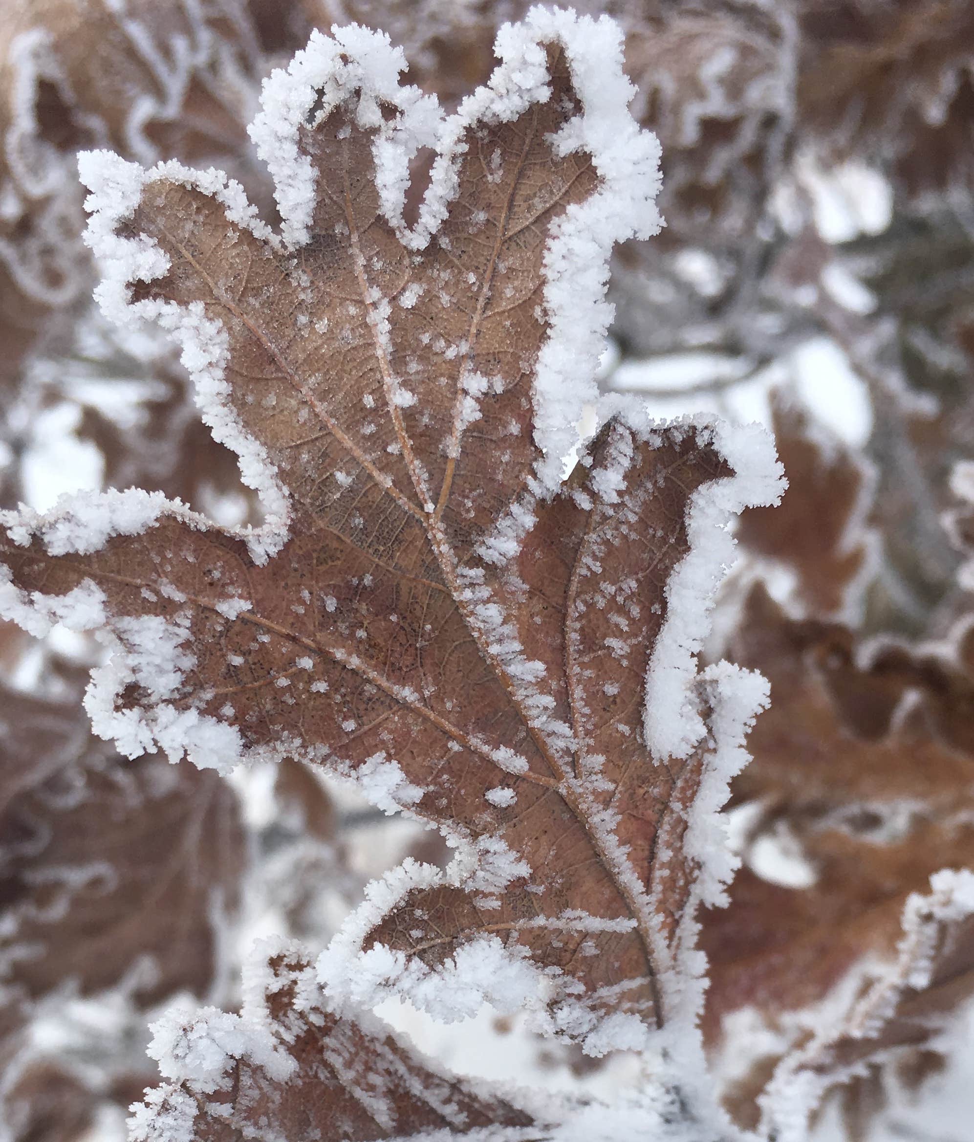 Camper-submitted photo at Winter Camp at Walking Stick Adventures Farm near Williamsburg, IA