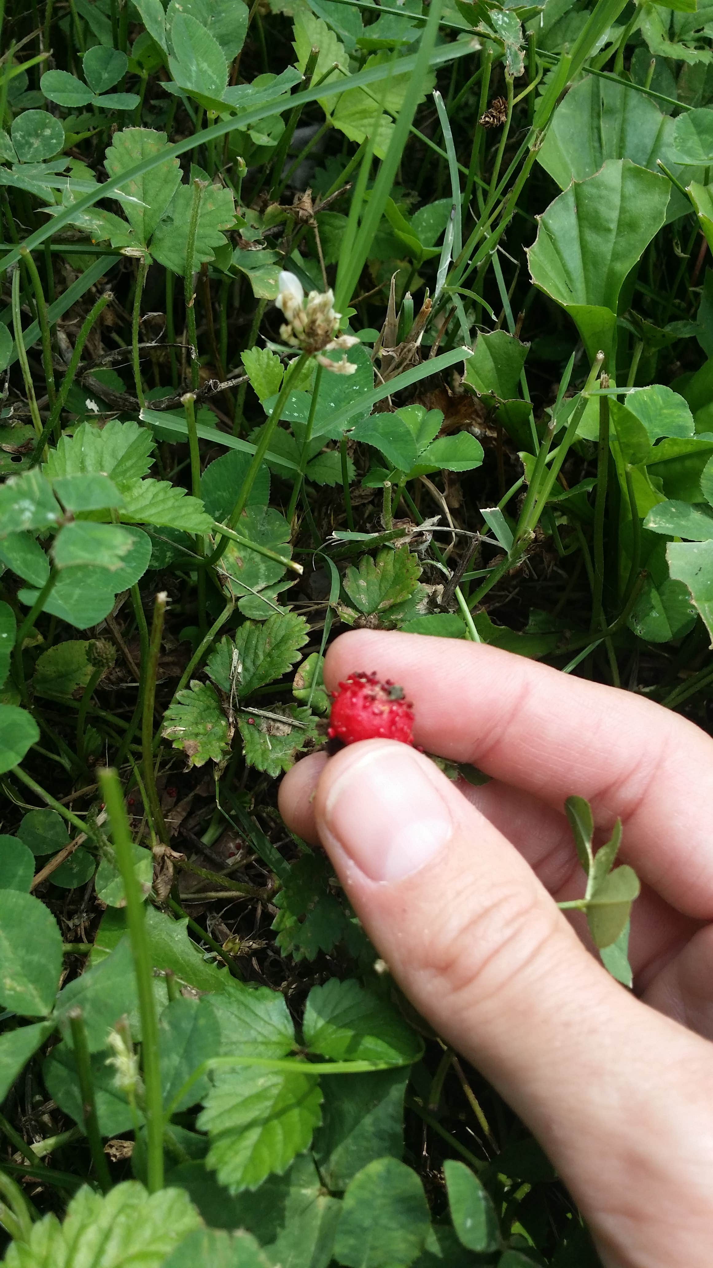 Camper submitted image from Vicksburg Battlefield Campground - 3