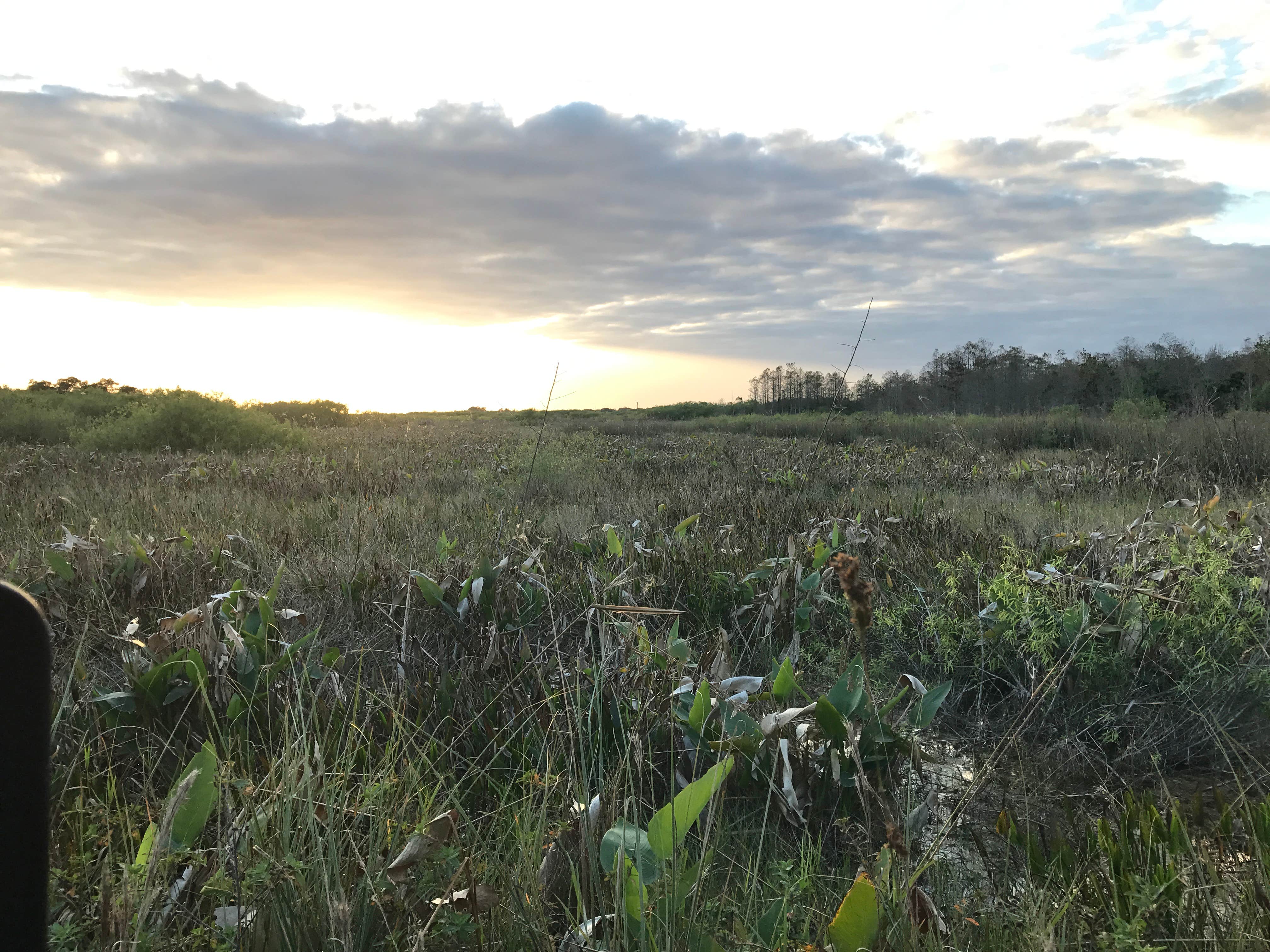 Camper submitted image from Pink Jeep Campground — Big Cypress National Preserve - 2