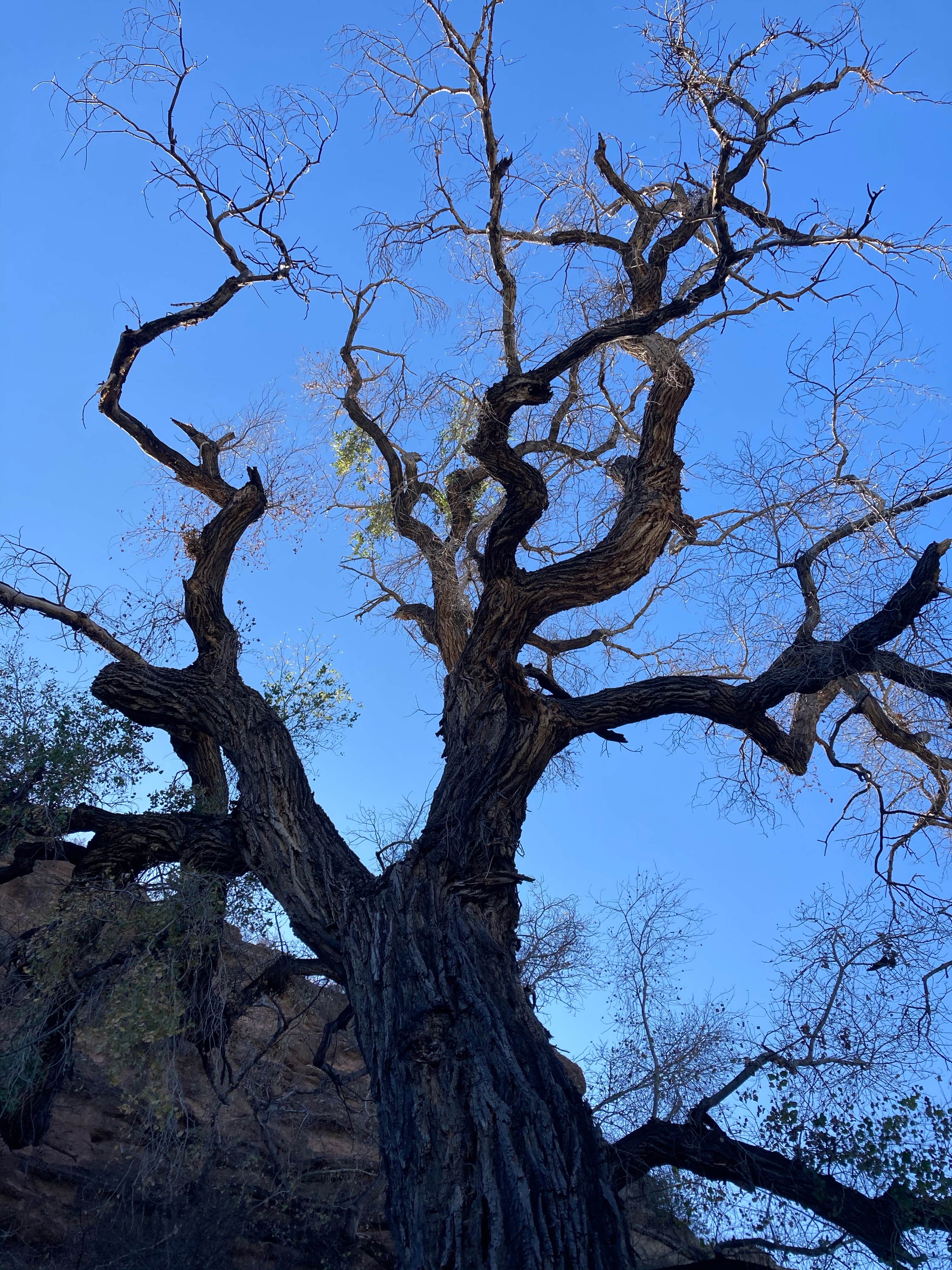 Camper-submitted photo at Owl Creek Campground near Morenci, AZ