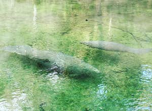 Blue Spring State Park Campground