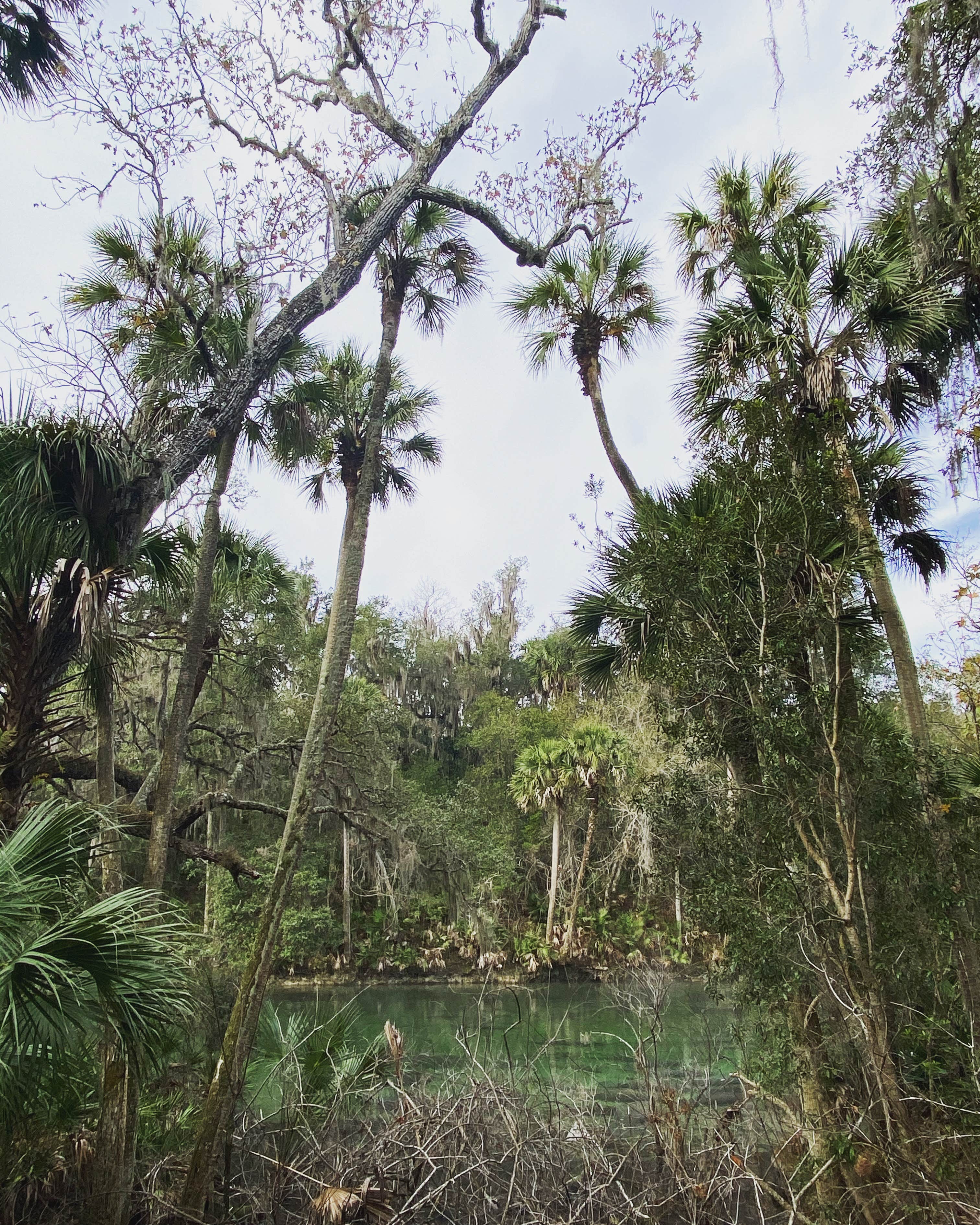 Camper-submitted photo at Blue Spring State Park Campground near Osteen, FL