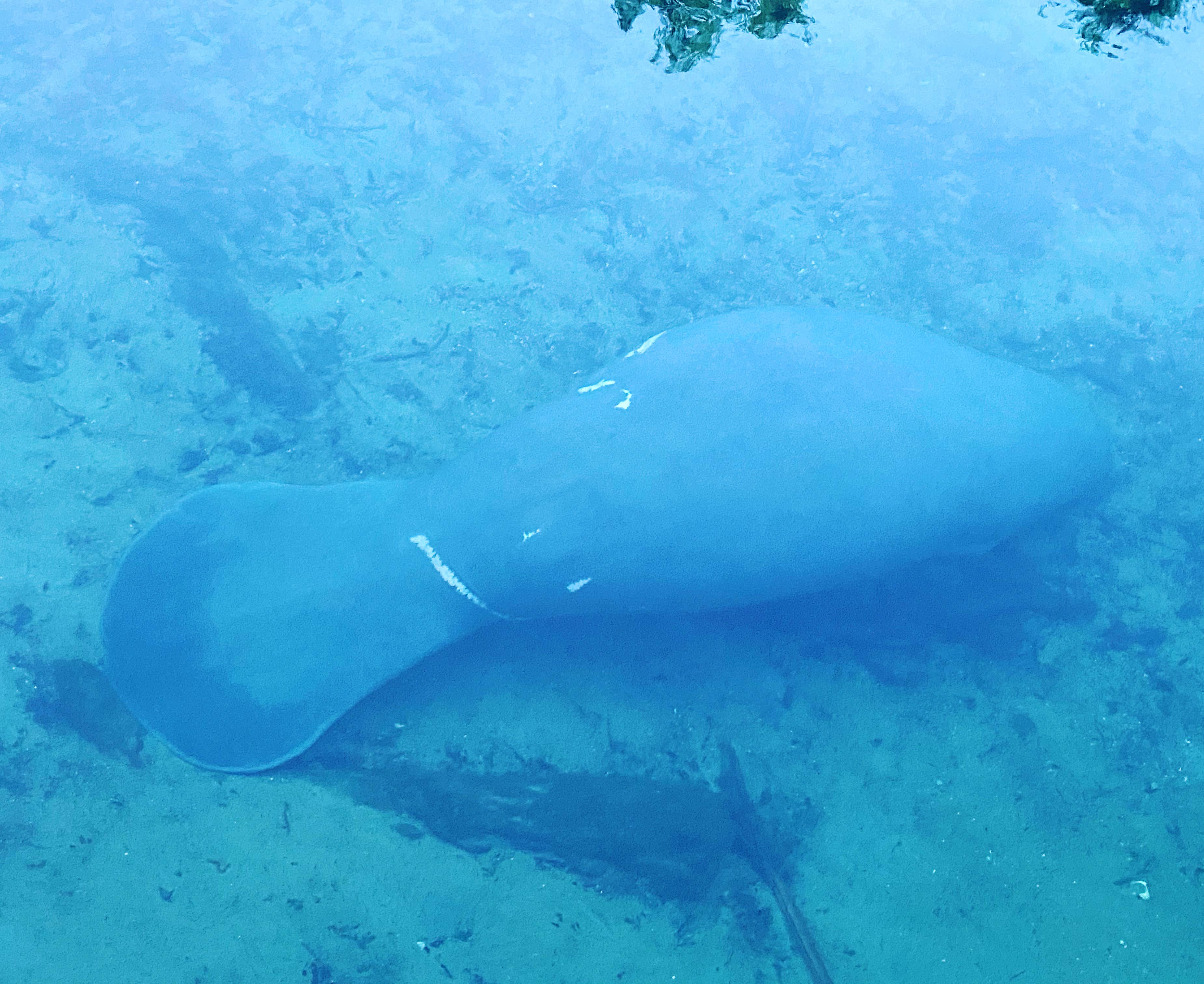 Camper-submitted photo at Blue Spring State Park Campground near Osteen, FL