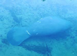 Blue Spring State Park Campground