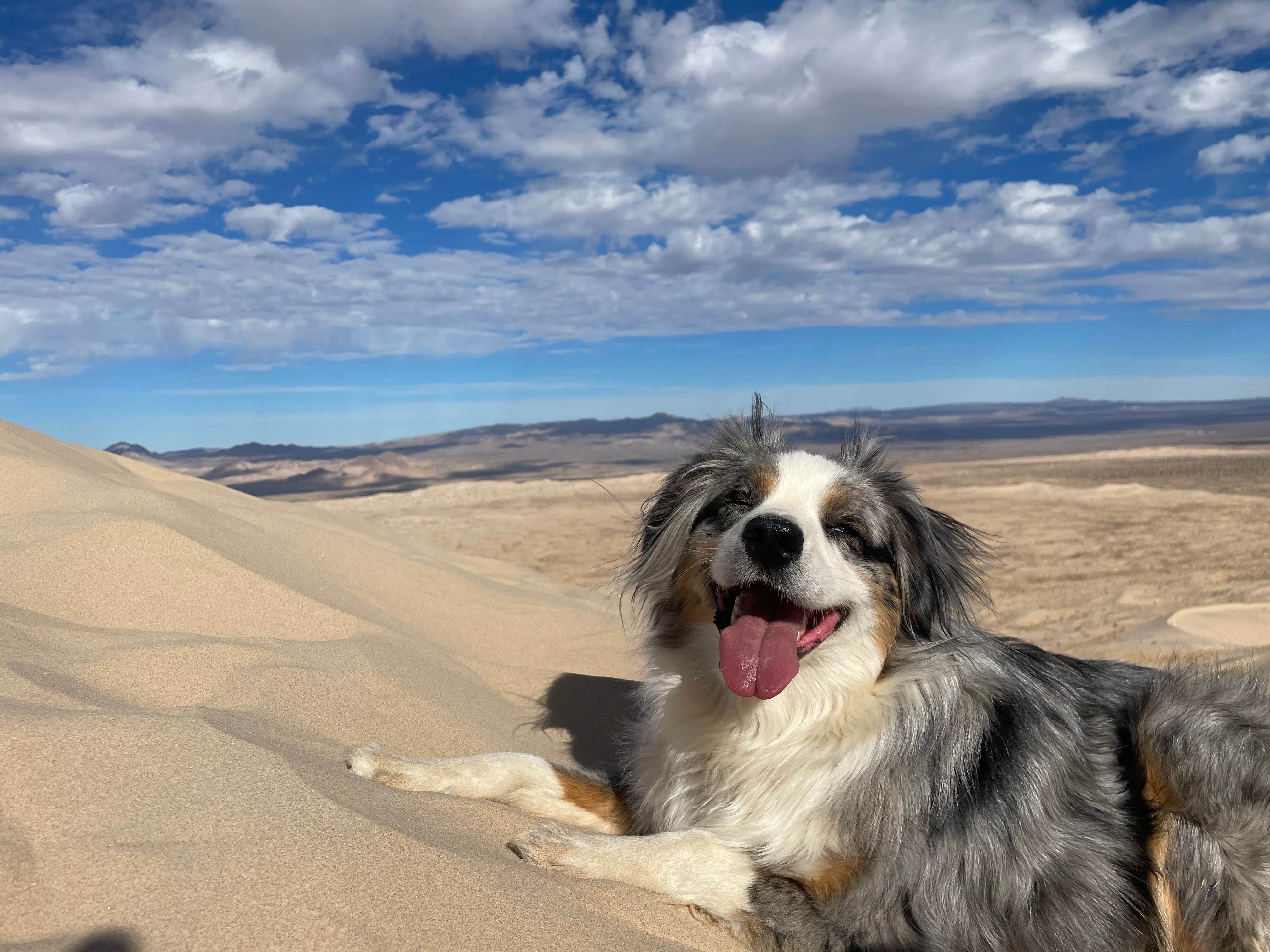 Camper-submitted photo at Kelso Dunes Dispersed — Mojave National Preserve near Baker, CA