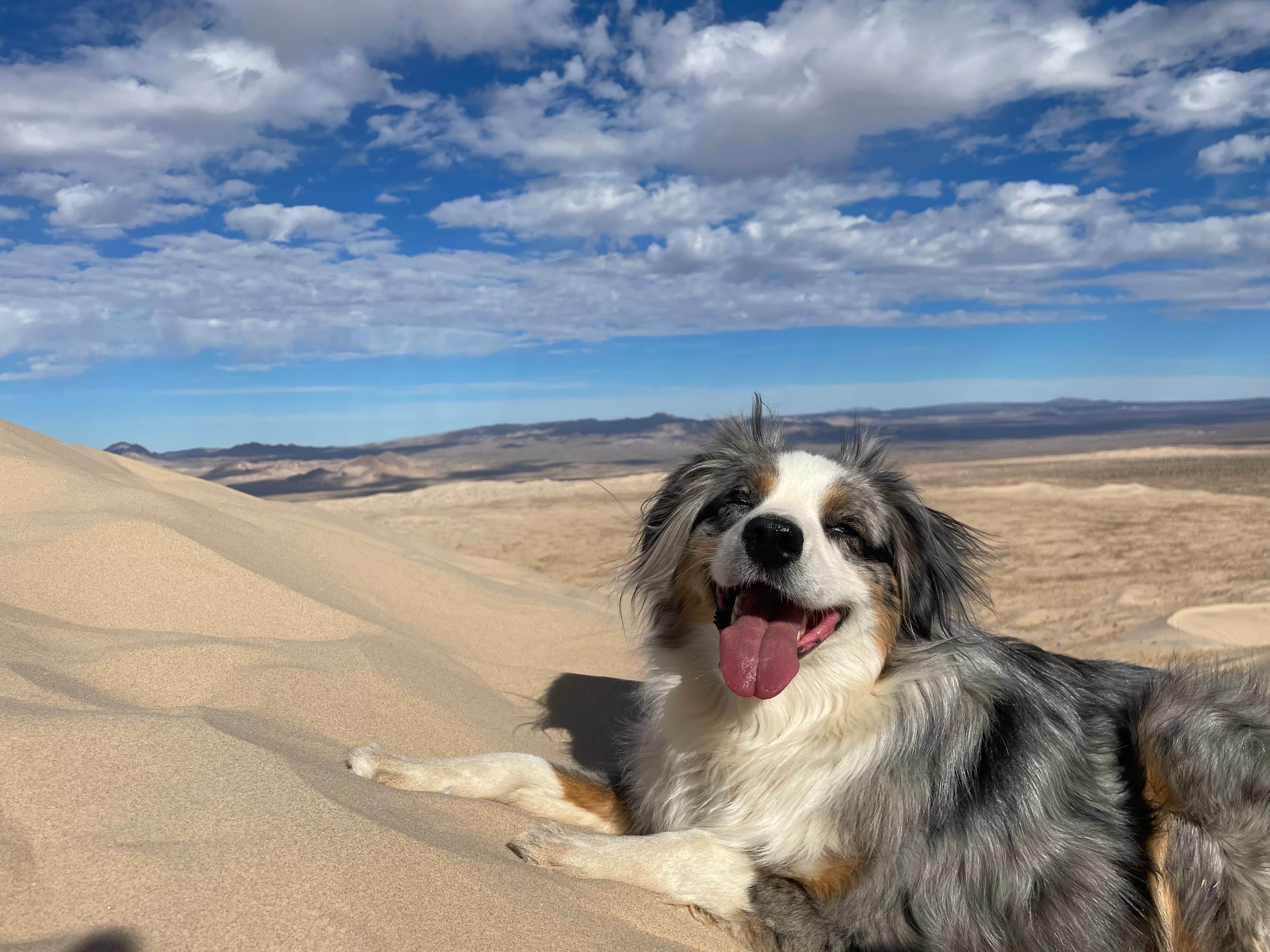 Camper submitted image from Kelso Dunes Dispersed — Mojave National Preserve - 3