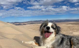 Jody S.'s photo of camping with pets at Kelso Dunes Dispersed — Mojave National Preserve in California