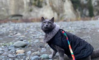 Angela G.'s photo of camping with pets at Van Duzen County Park - Pamplin Grove in California