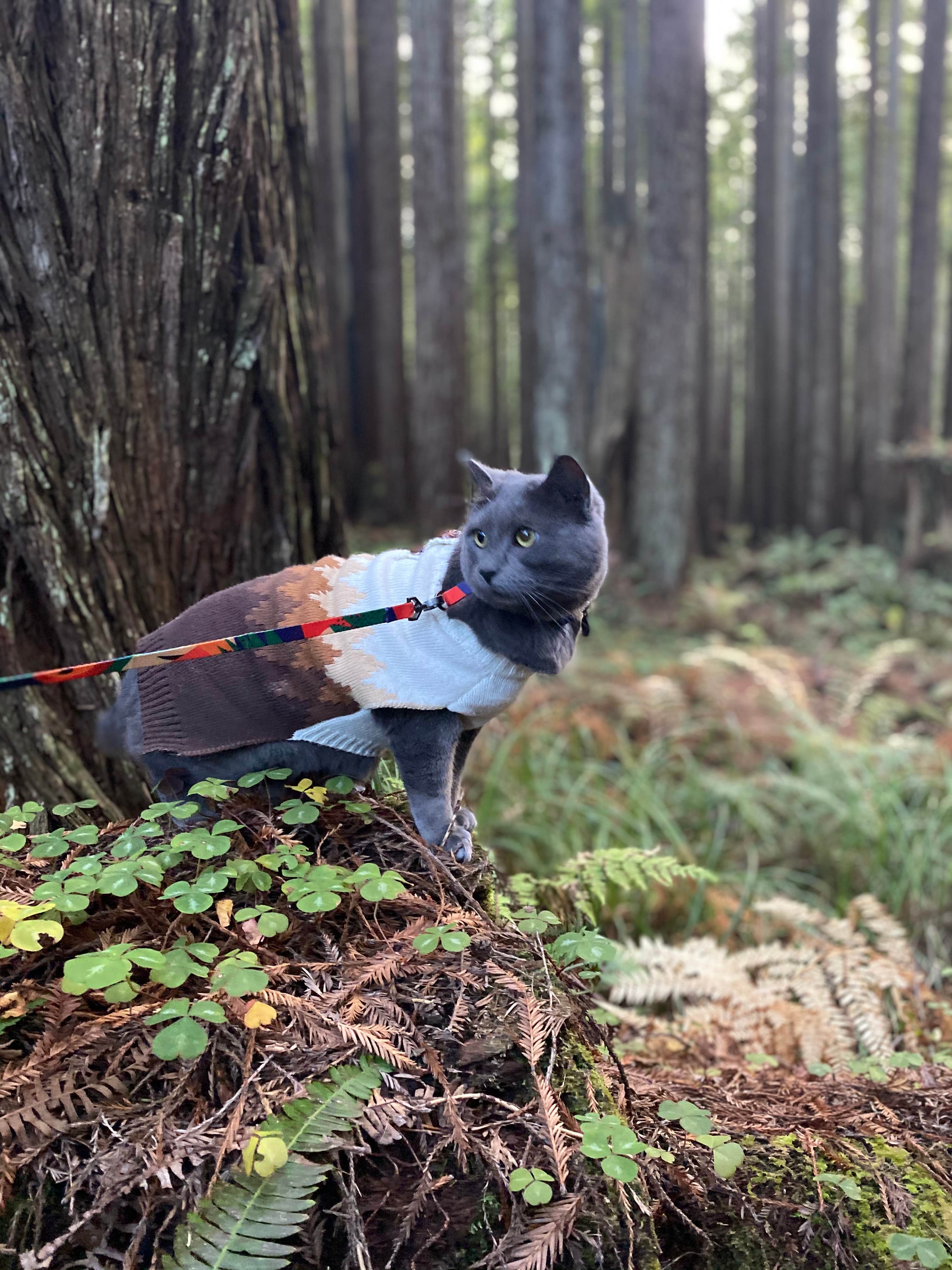 Camper-submitted photo at Florence Keller Regional Park near Klamath, CA