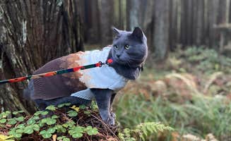 Angela G.'s photo of camping with pets at Florence Keller Regional Park near Brookings, OR