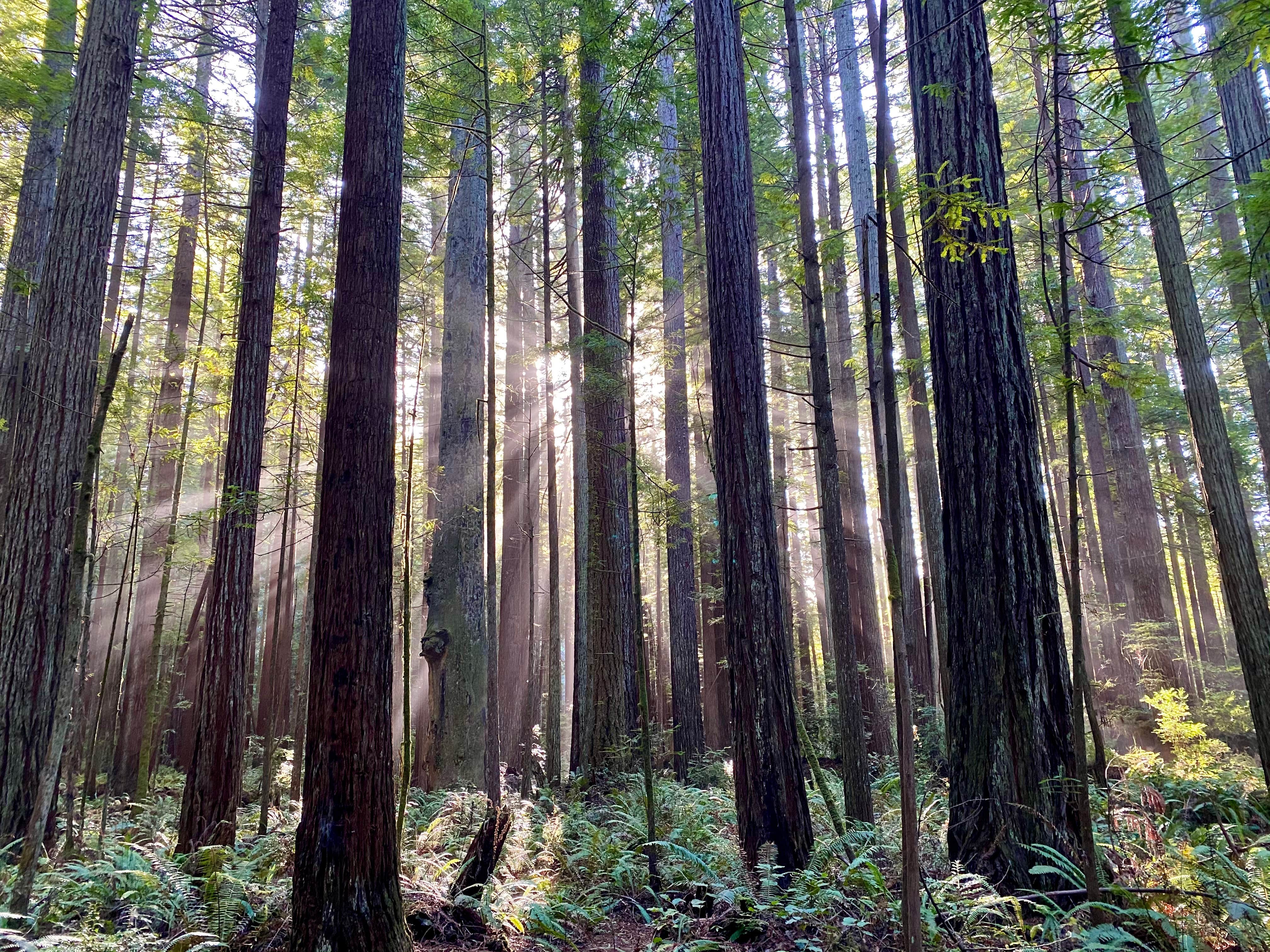 Camper-submitted photo at Florence Keller Regional Park near Klamath, CA