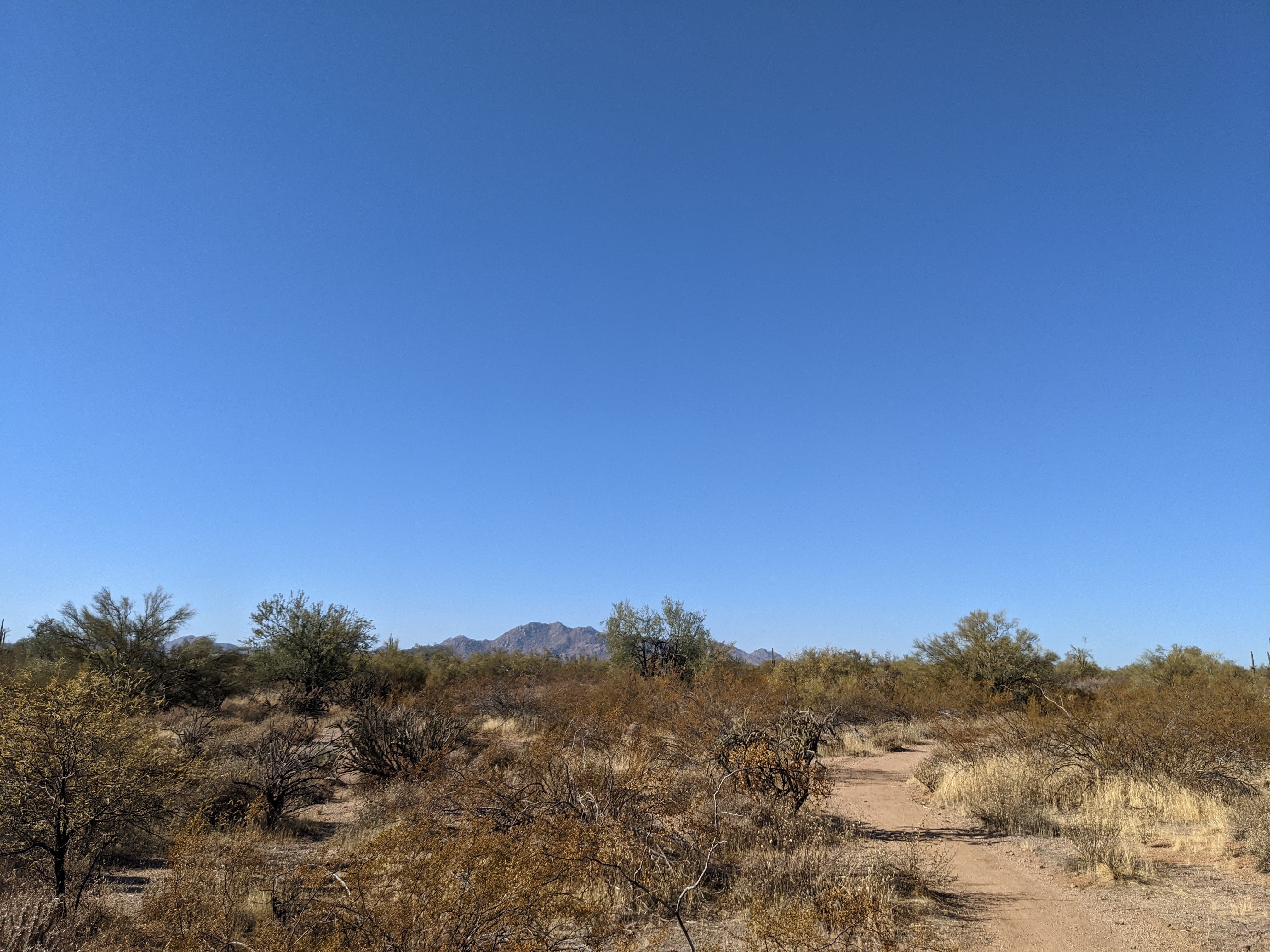 Camper submitted image from McDowell Mountain Regional Park - 1