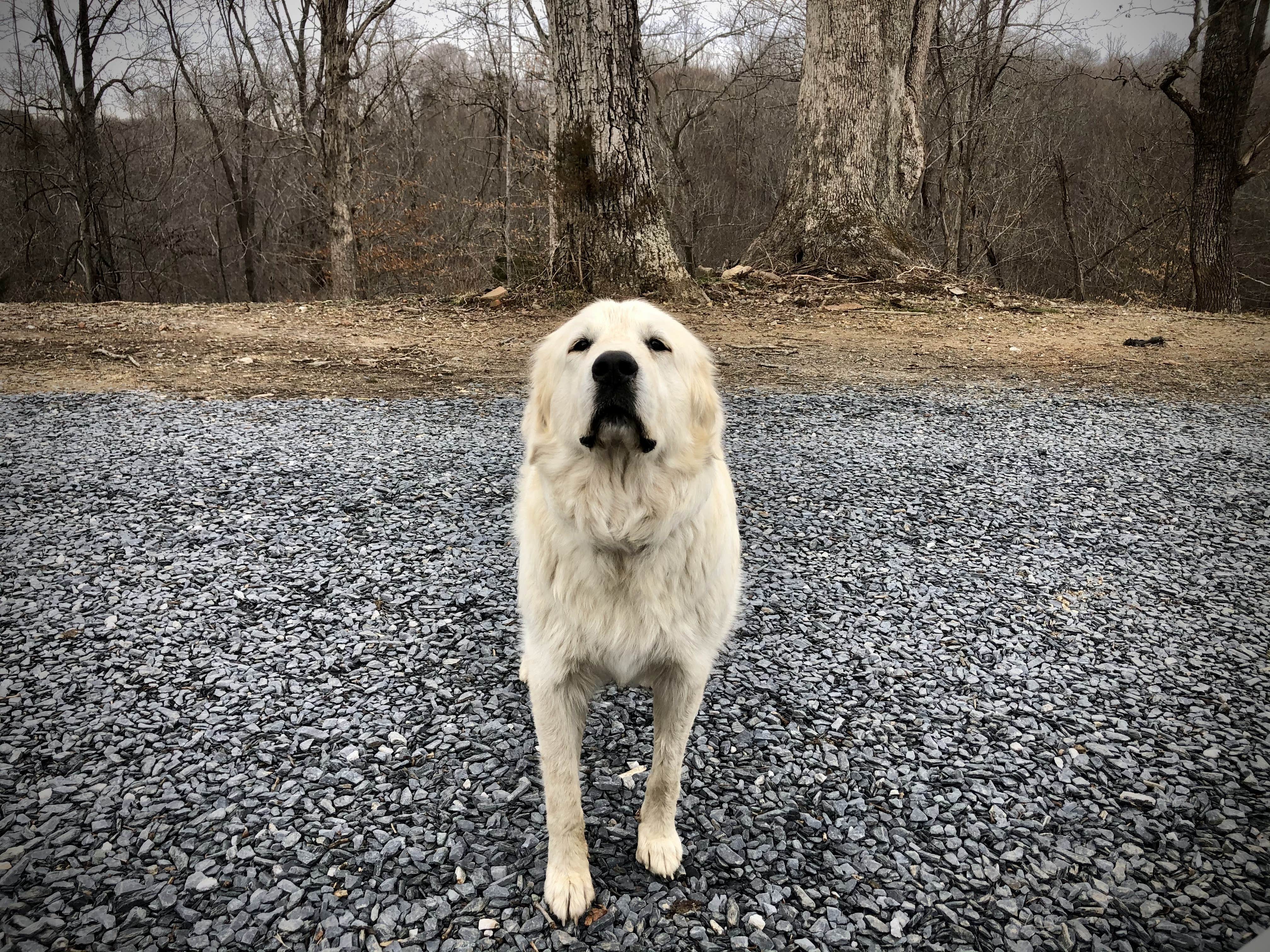 Sandy C.'s photo of camping with pets at Valhalla Mountain Farm near Hampden-Sydney, VA