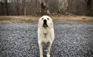 Sandy C.'s photo of camping with pets at Valhalla Mountain Farm in Virginia