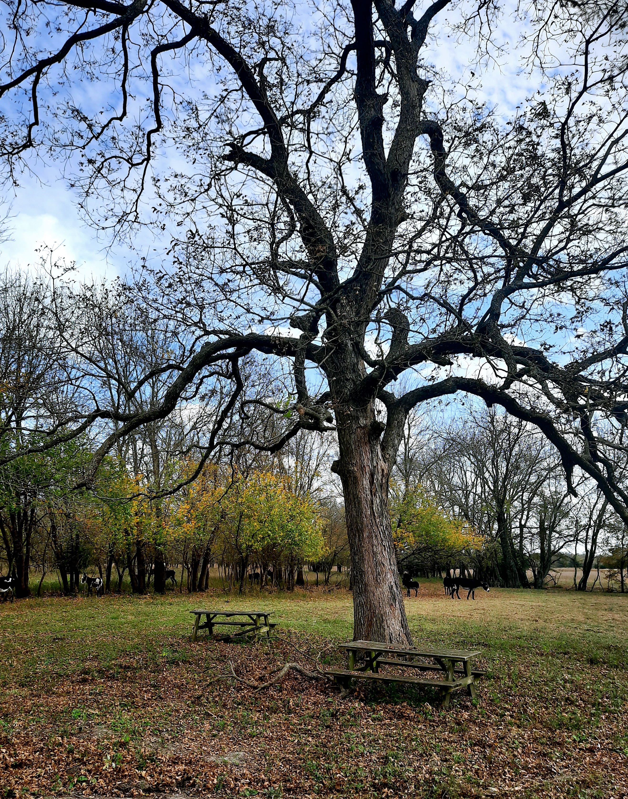 Camper submitted image from Sleep Under The Pecan Trees - 5