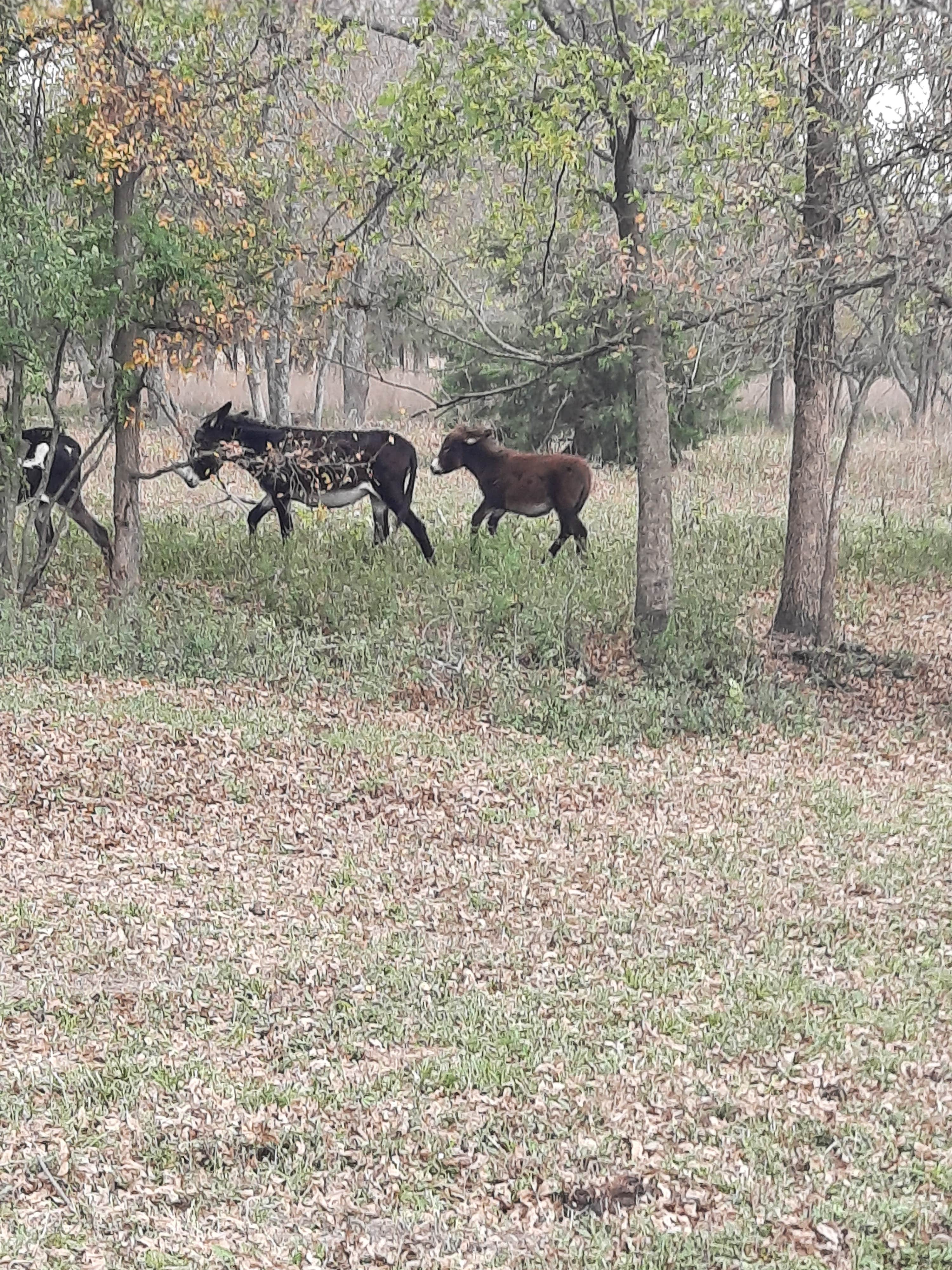 Rick's photo of camping with pets at Sleep Under The Pecan Trees near Commerce, TX
