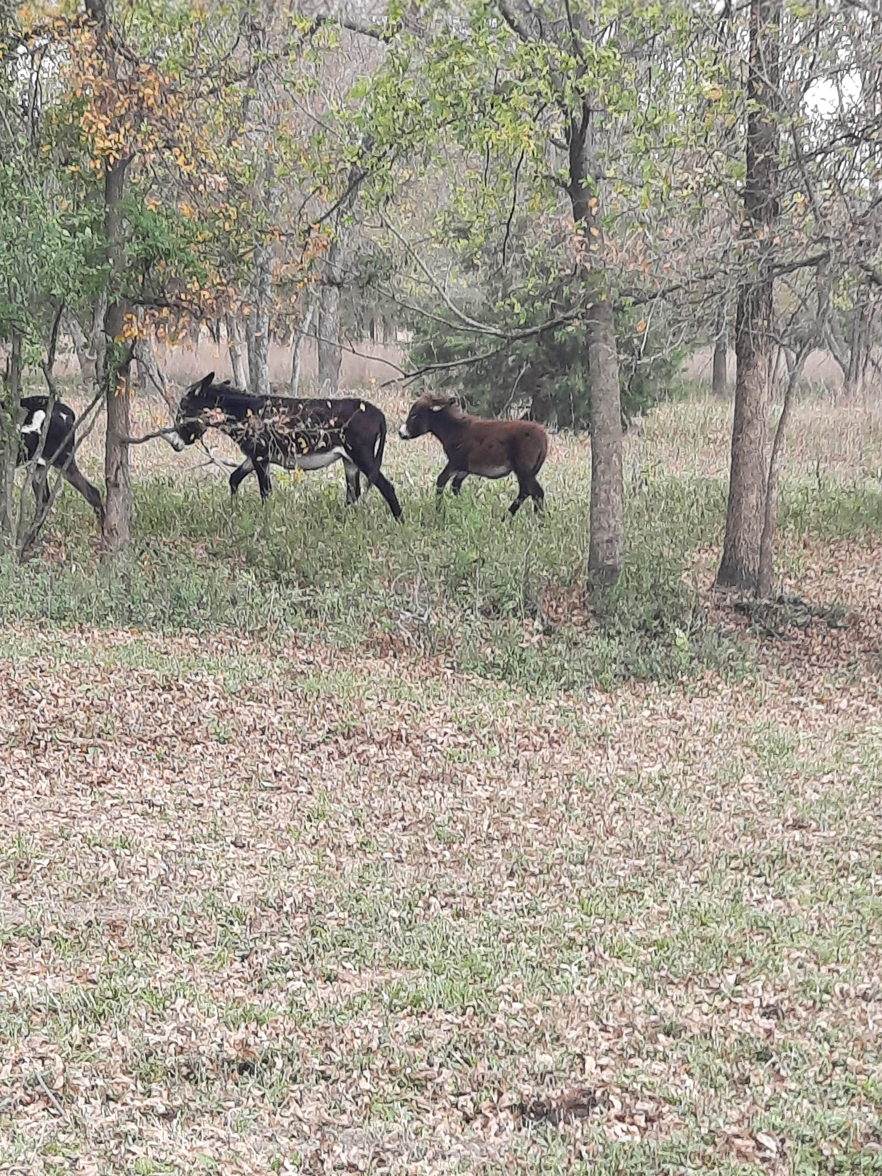 Camper submitted image from Sleep Under The Pecan Trees - 3