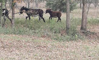Rick's photo of camping with pets at Sleep Under The Pecan Trees near Mount Vernon, TX