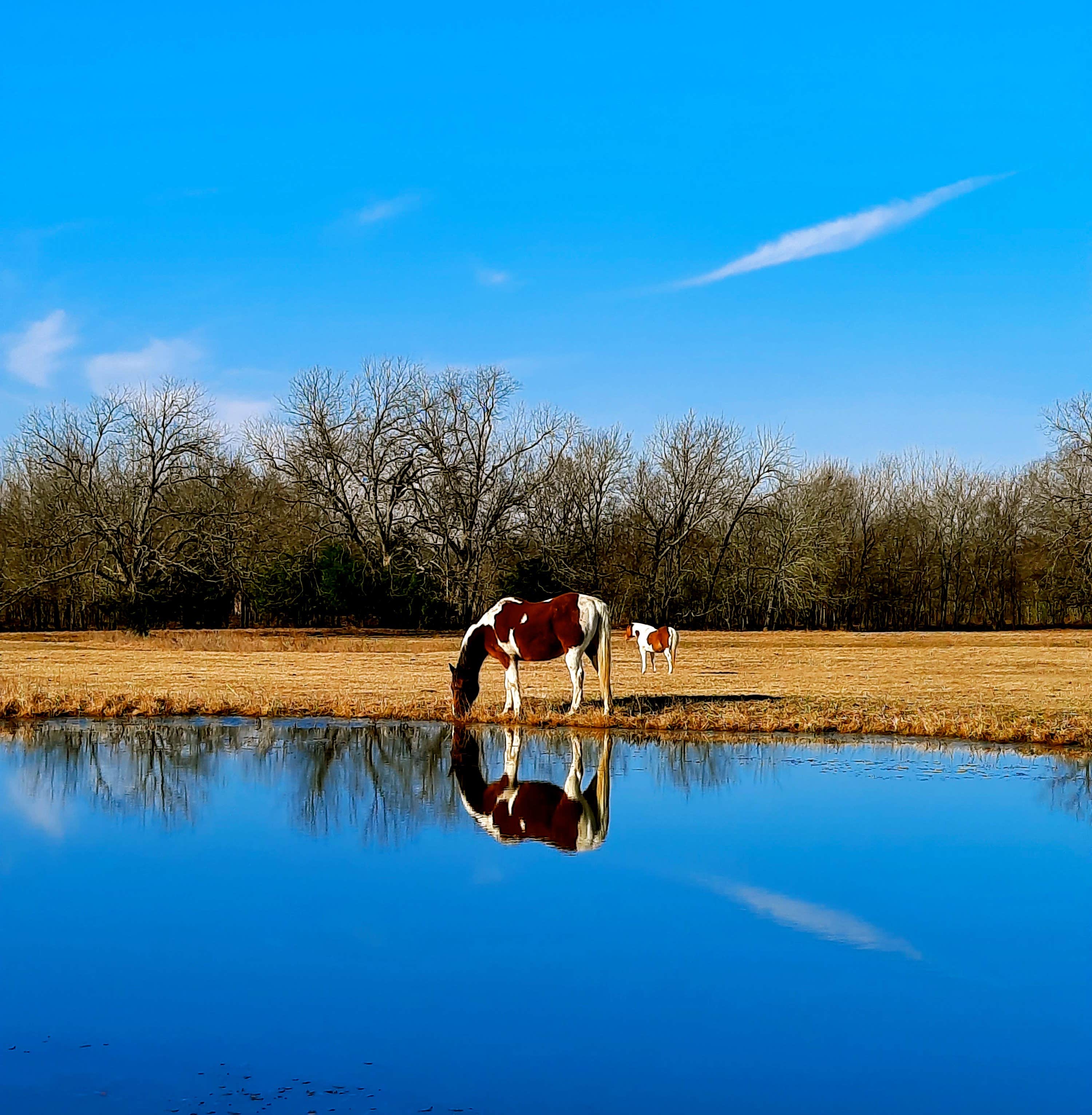 Camper submitted image from Sleep Under The Pecan Trees - 1