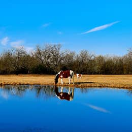 Sleep Under The Pecan Trees