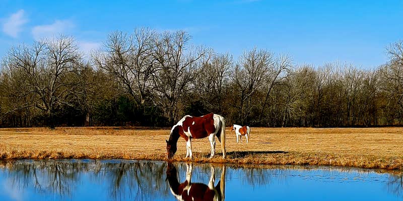 Camper submitted image from Sleep Under The Pecan Trees