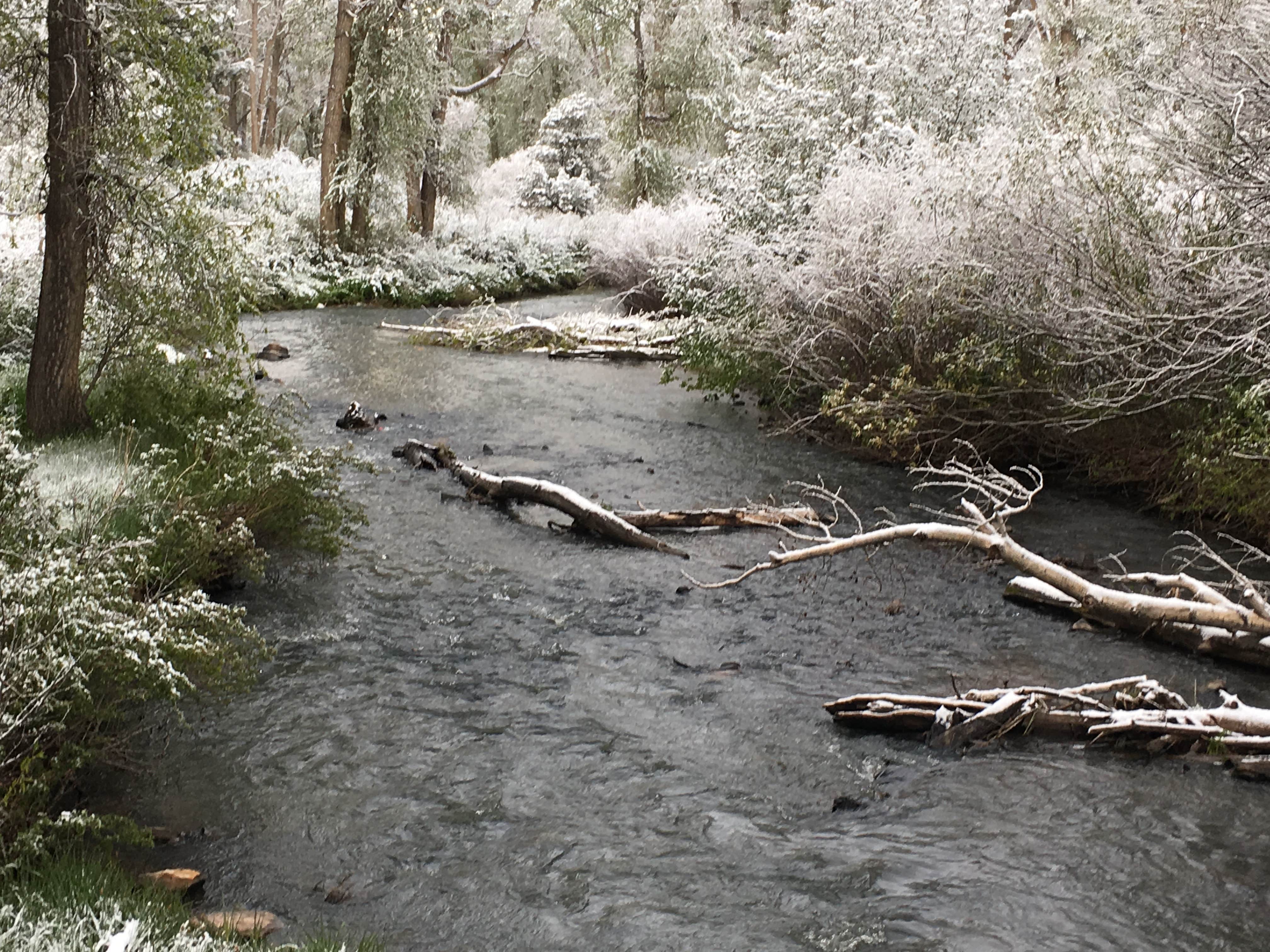 Camper submitted image from Tolby Campground — Cimarron Canyon State Park - 1