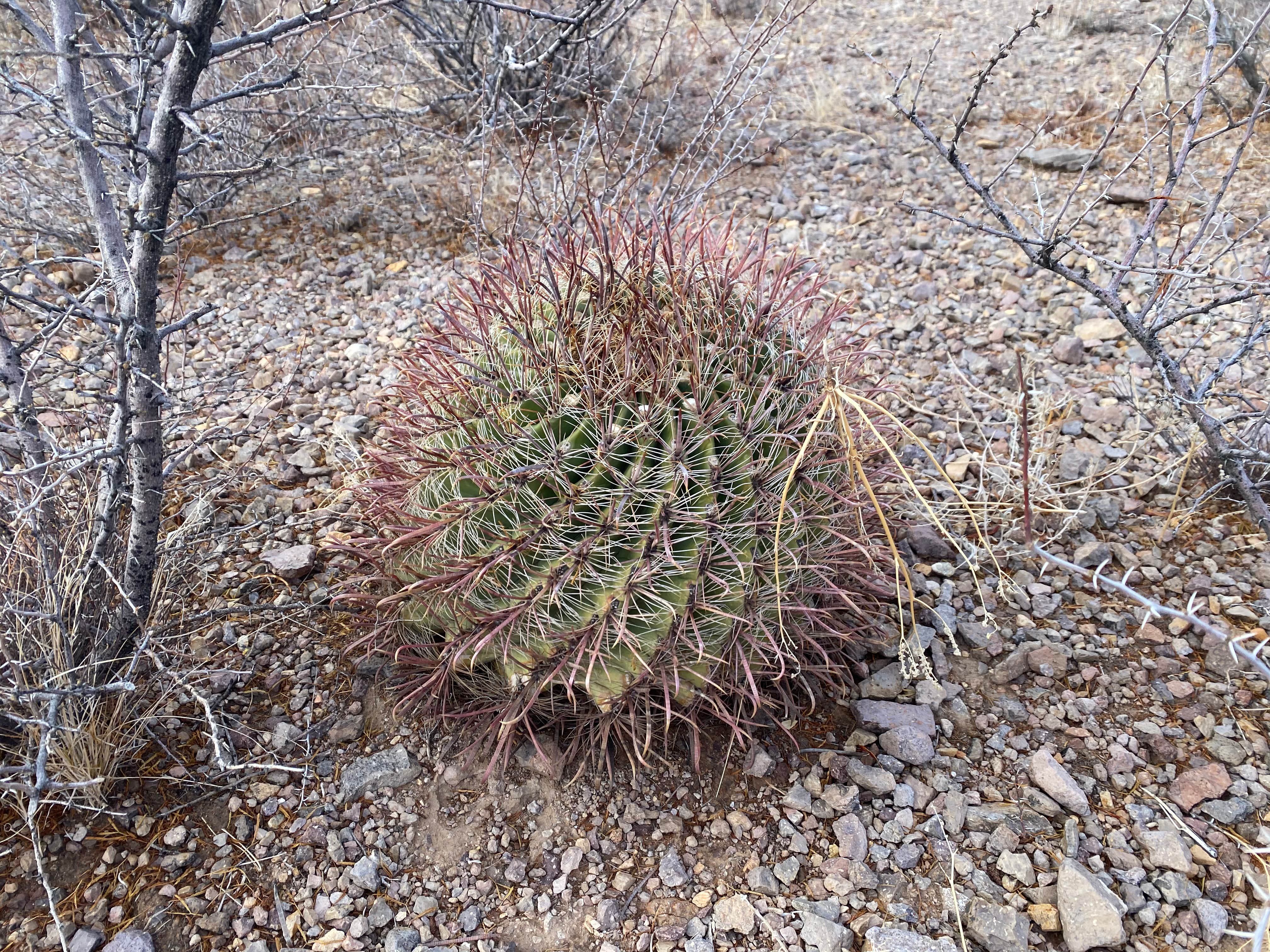 Camper-submitted photo at Sierra Vista near Hatch, NM