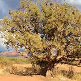 Review photo of West Sedona Designated Dispersed Camping by Eleanor , January 21, 2021
