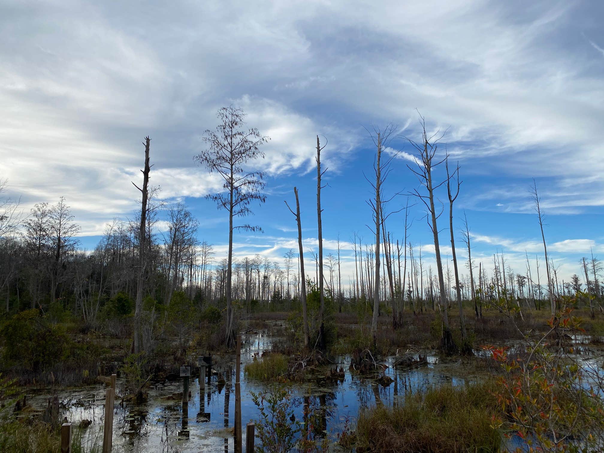 Camper-submitted photo at Stephen C. Foster State Park Campground near Folkston, GA