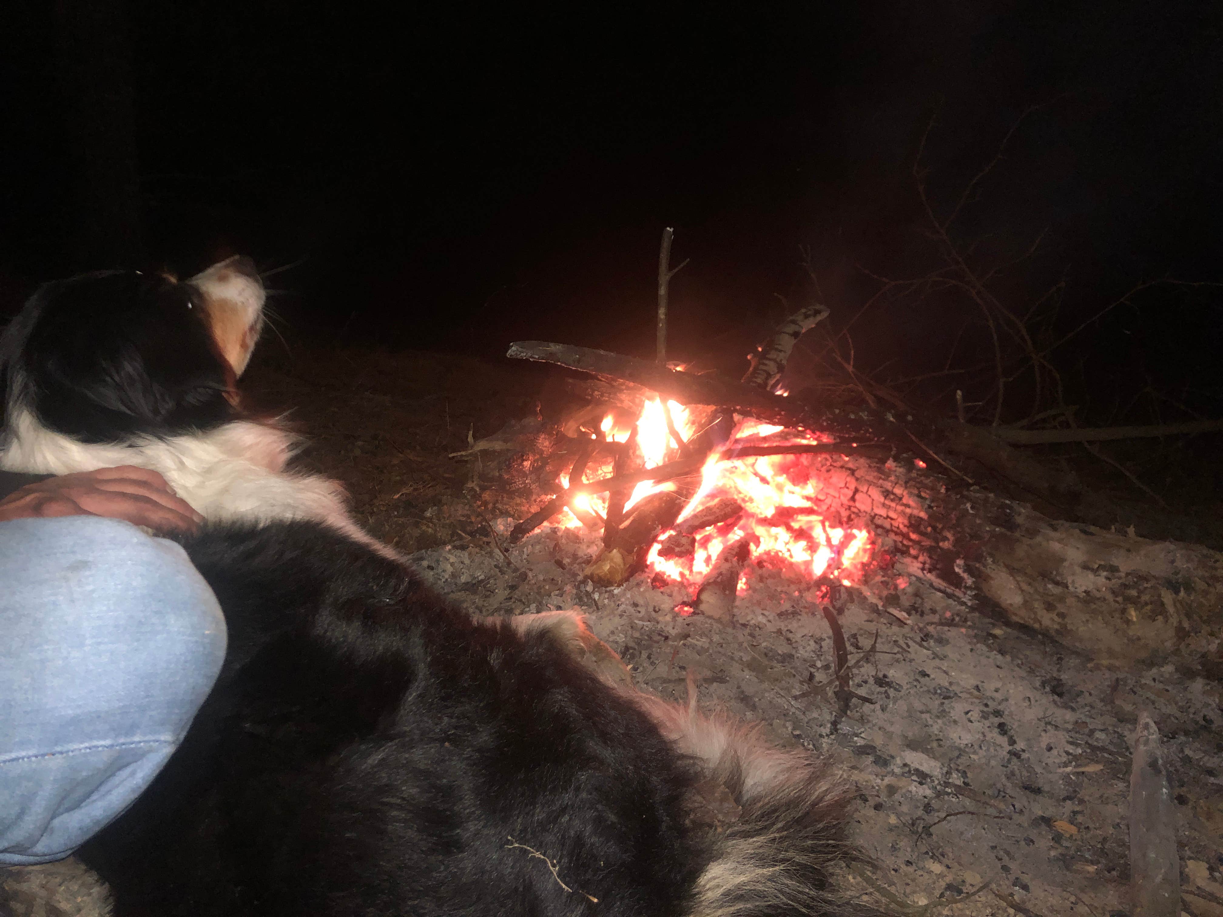 Camper-submitted photo at Hammock Sway near Gruetli-Laager, TN