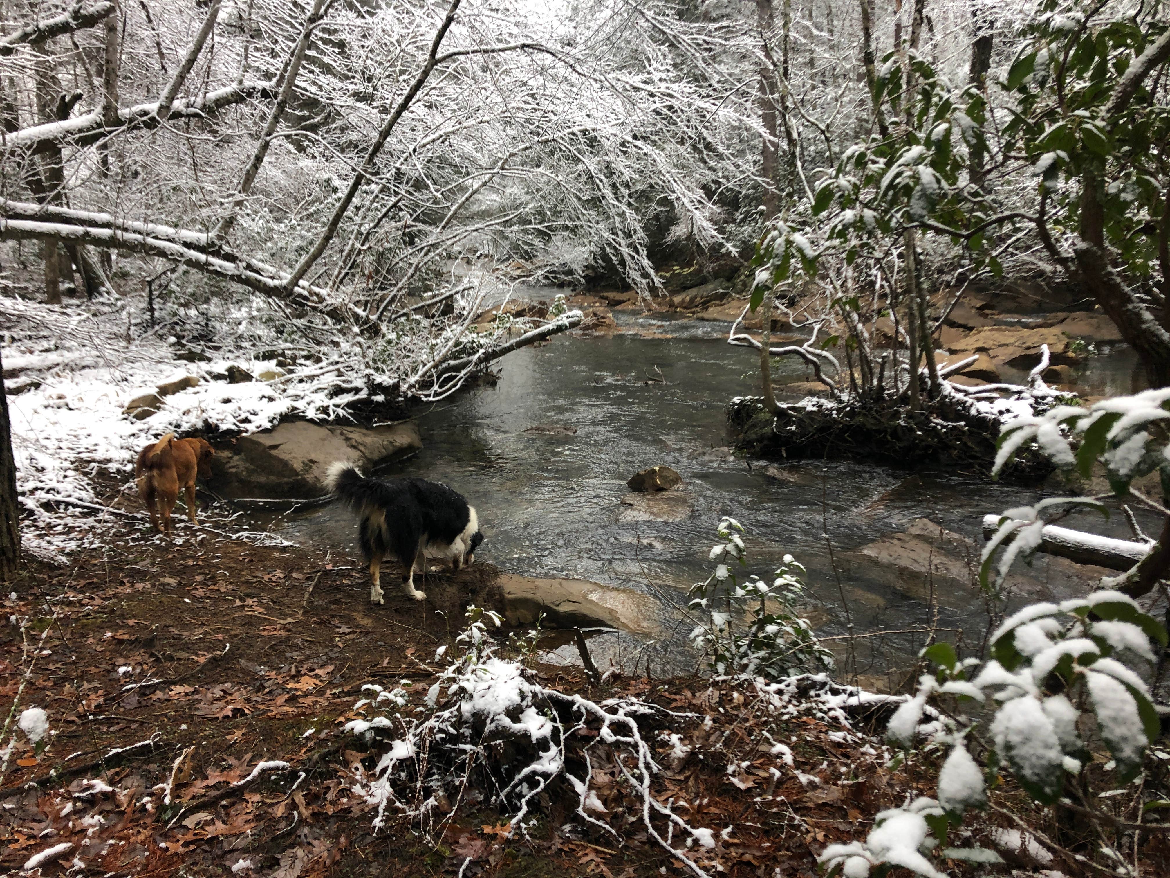 Camper-submitted photo at Hammock Sway near Gruetli-Laager, TN