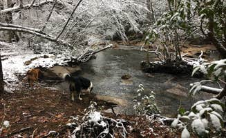 Chris L.'s photo of camping with pets at Hammock Sway near Center Hill Lake