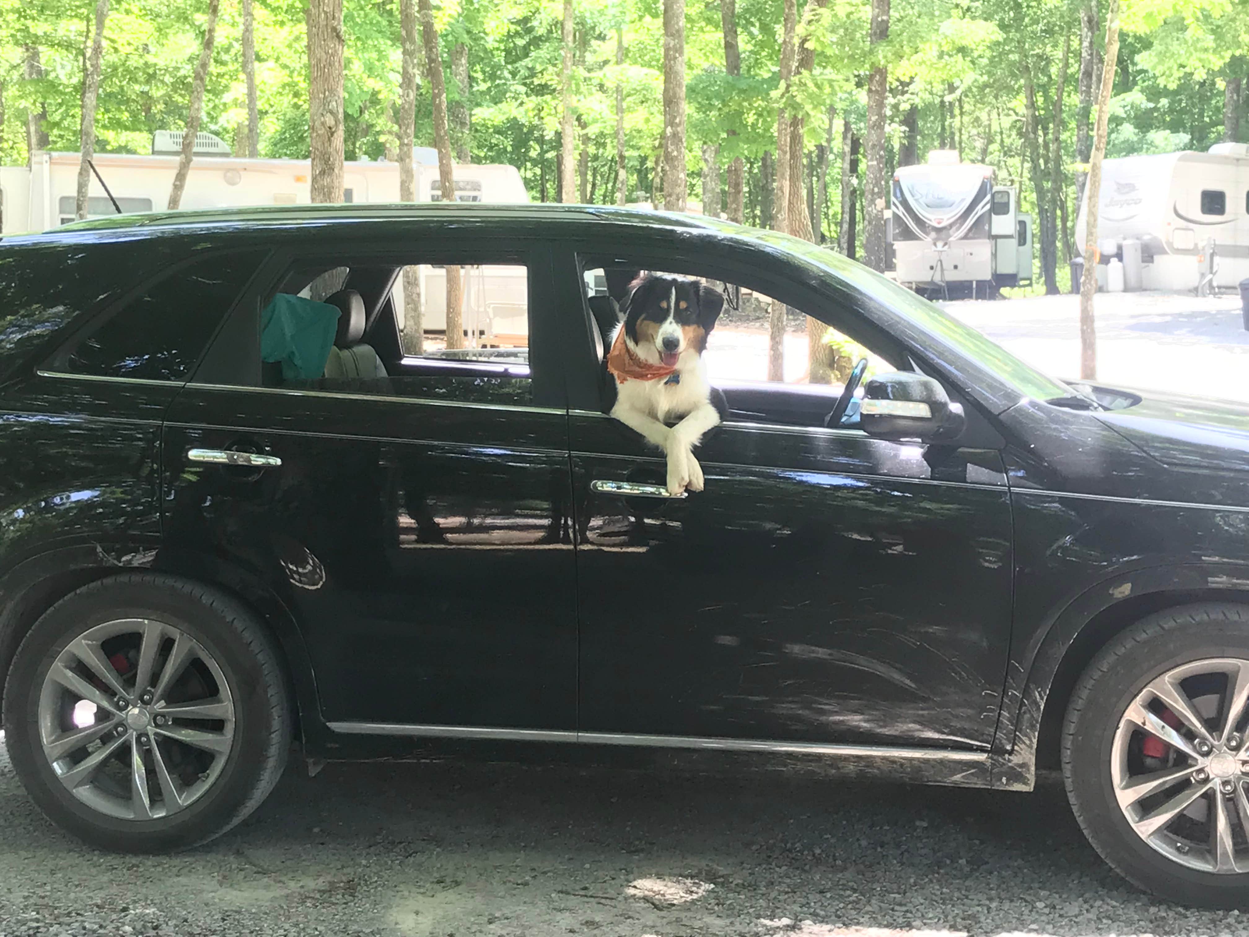 Camper-submitted photo at Hammock Sway near Gruetli-Laager, TN
