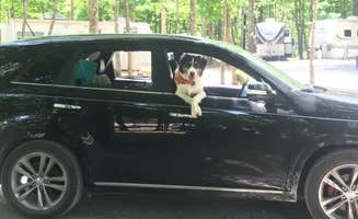 Chris L.'s photo of camping with pets at Hammock Sway near Antioch, TN