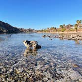 Review photo of Davis Camp Park - Mohave County by Jody S., January 22, 2021