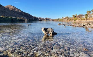 Jody S.'s photo of camping with pets at Davis Camp Park - Mohave County in Arizona