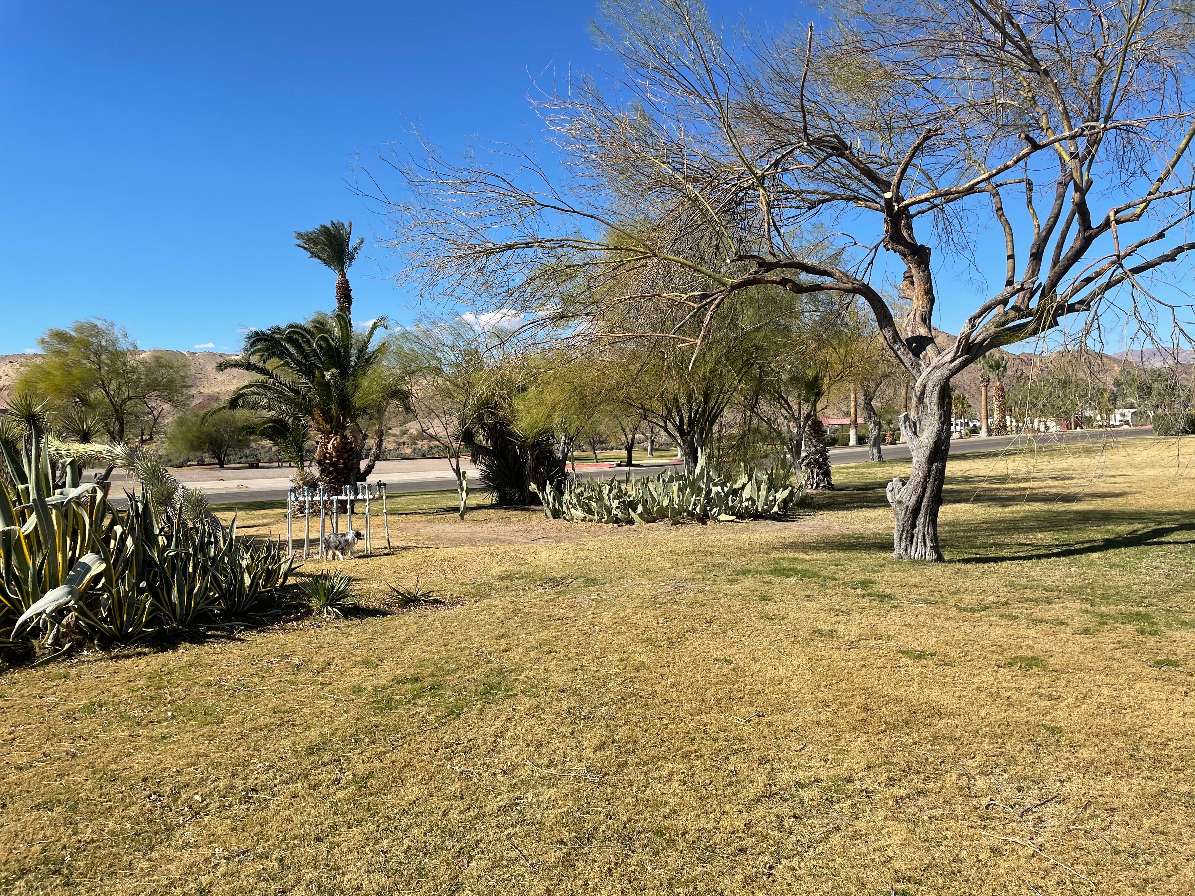 Camper submitted image from Davis Camp Park - Mohave County - 1