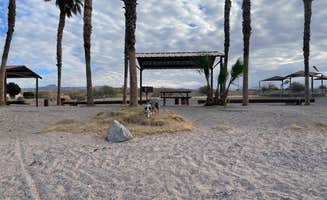 Jody S.'s photo of camping with pets at Davis Camp Park - Mohave County near Golden Valley, AZ